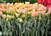 Tulipa Happy Upstar (2)